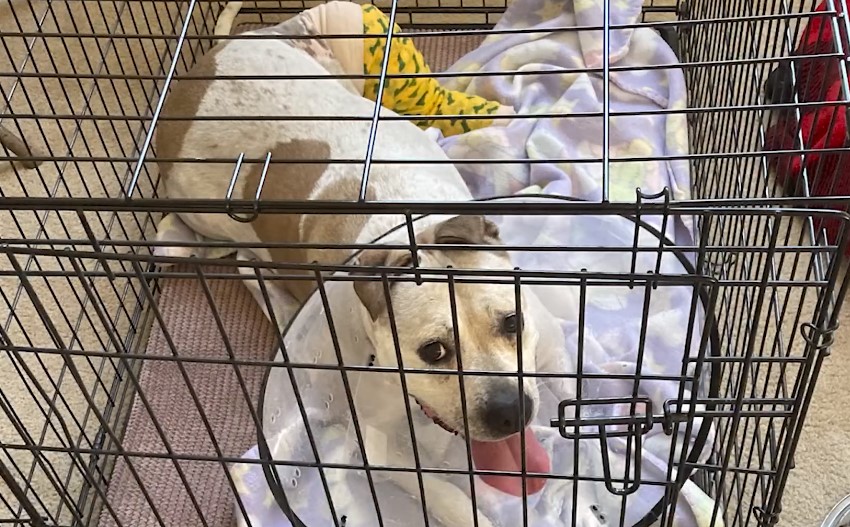 dog-sitting-in-dog-cage dog sitting in dog cage