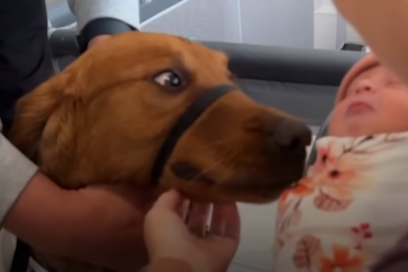 dog-sniffing-the-baby dog sniffing the baby