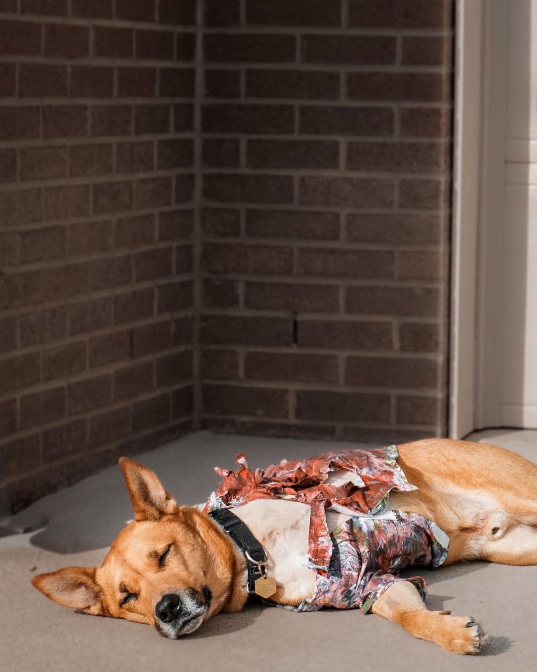 dog-wearing-a-costume-lying-in-sunshine dog wearing a costume lying in sunshine