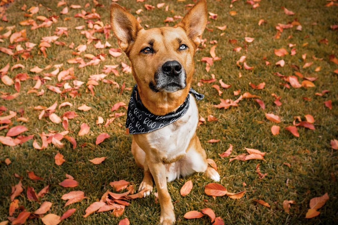 dog-wearing-bandana-sitting-on-grass dog wearing bandana sitting on grass