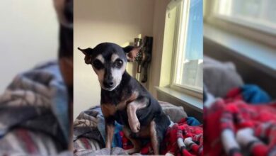Owner Sees His Dog Is Pretending To Have A Limp So He Surprises Him In A Funny Way