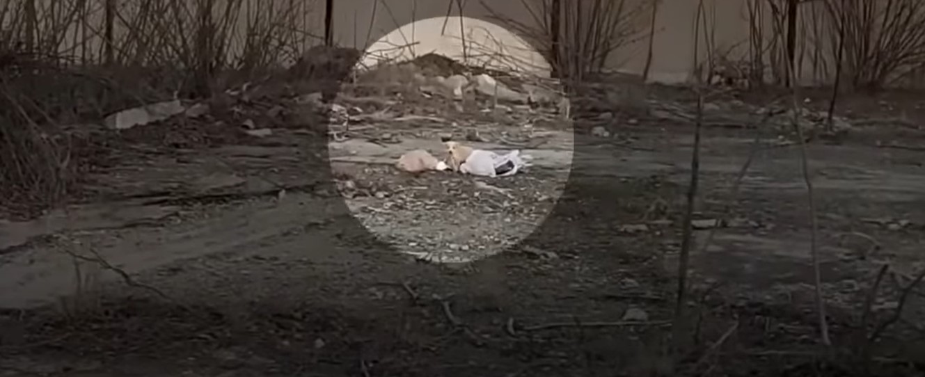 dog-with-the-trash dog surrounded by the trash