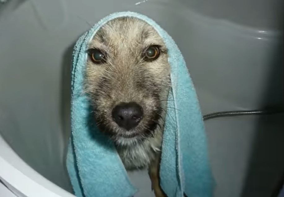 dog-with-towel-on-his-head dog with towel on his head