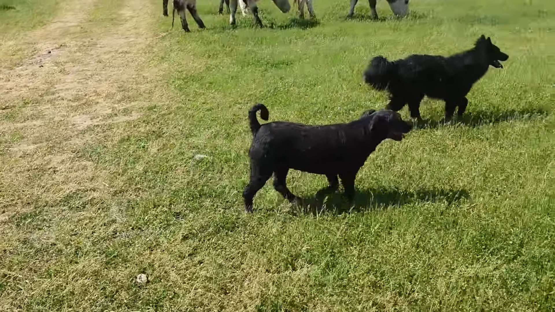 dogs-are-walking-in-the-field dogs are walking in the field