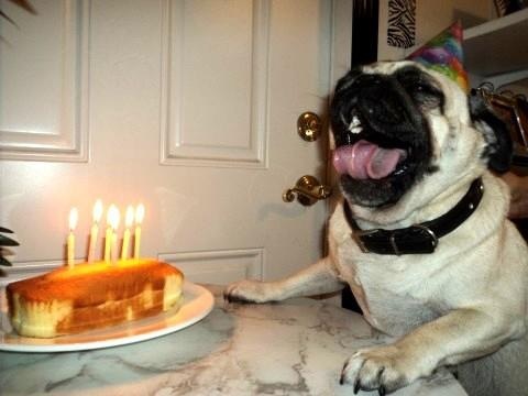 dogs-birthday