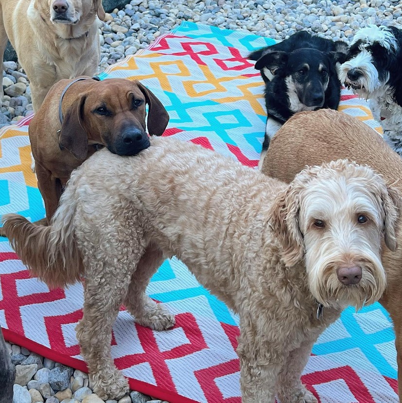 dogs-in-kindergarten dogs in kindergarten
