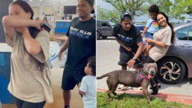 Family Accidentally Stumbles Upon Their Long-Lost Pit Bull In A Shelter