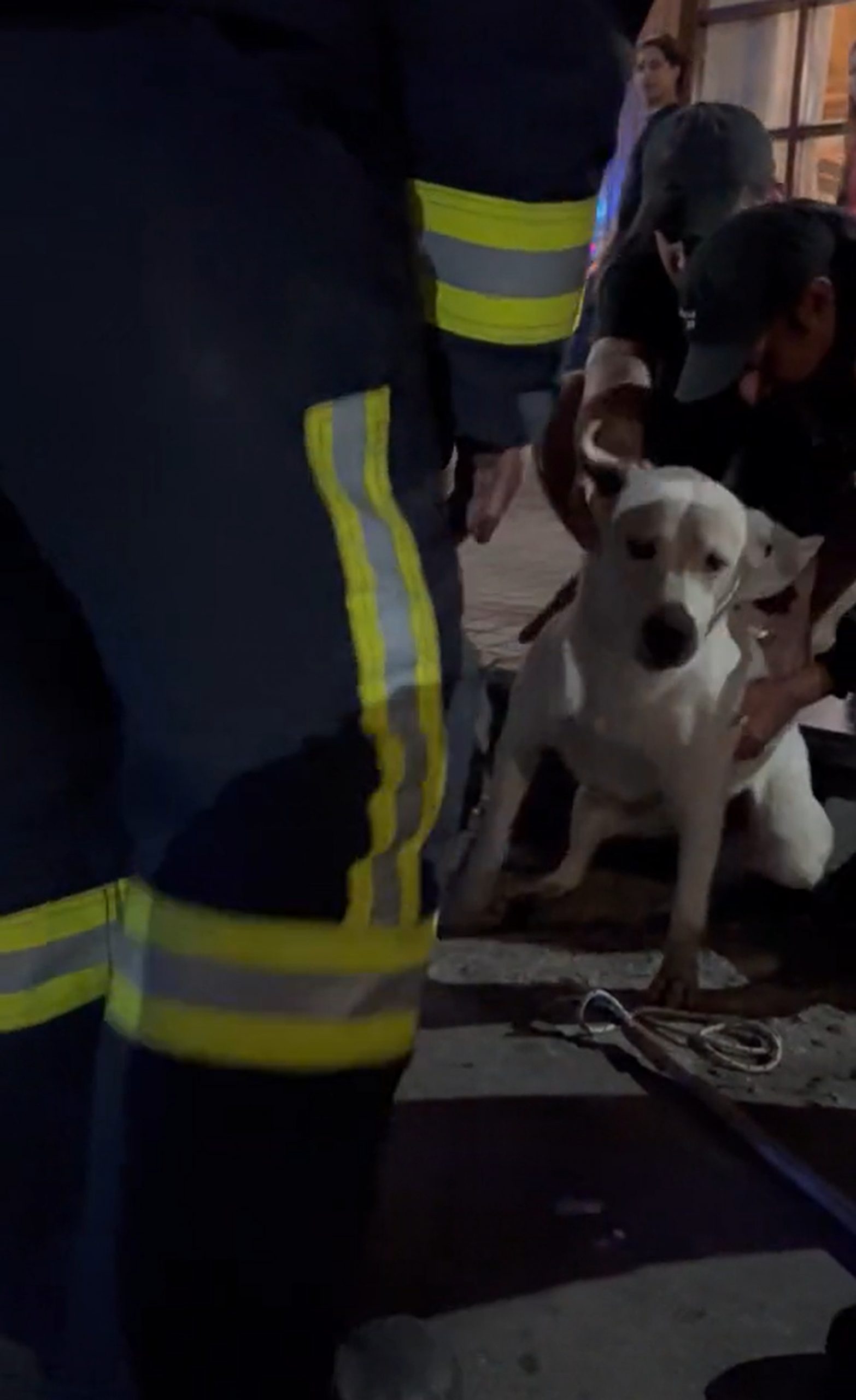 firemans-and-saved-dog-scaled-1 fireman and saved dog