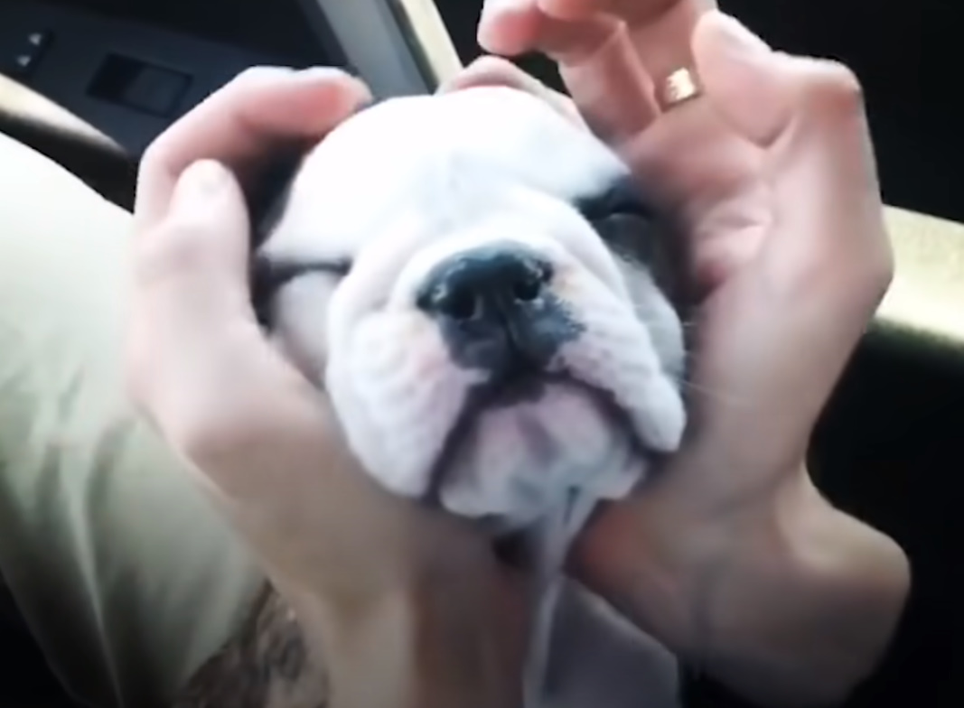 girl-holding-her-puppy girl holding her puppy