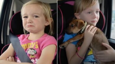 Girls Wanted This Cute Dog So Badly That Fate Simply Had To Smile On Them