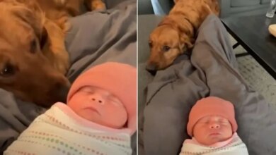 Golden Retriever Who Became A Big Brother Took On His New Role Very Seriously