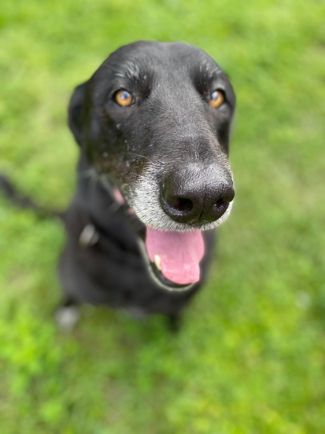 happy-black-dog Happy black dog