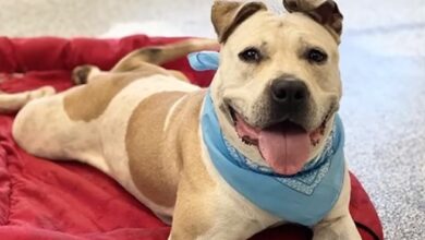 happy dog laying