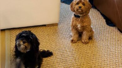 Heartwarming Cavapoo Waits By The Door To Take His Girlfriend On Dates