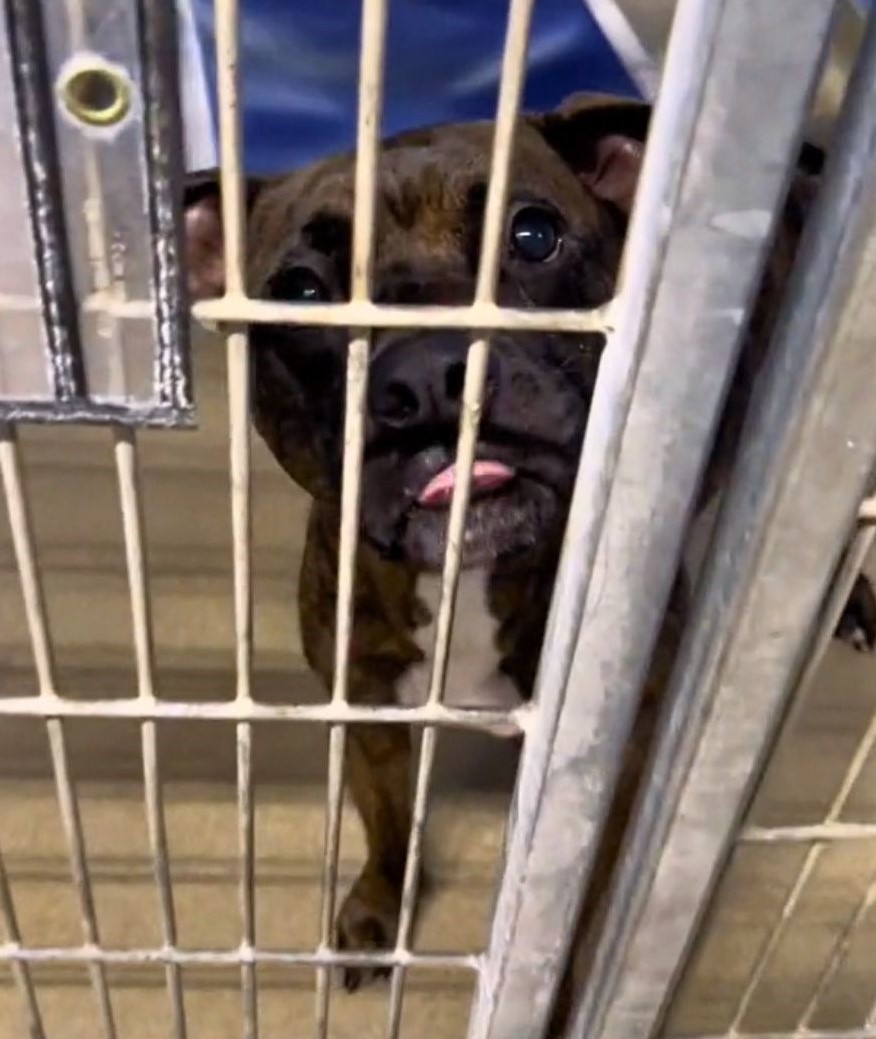 kaiko-in-crate a sad dog behind crate bars