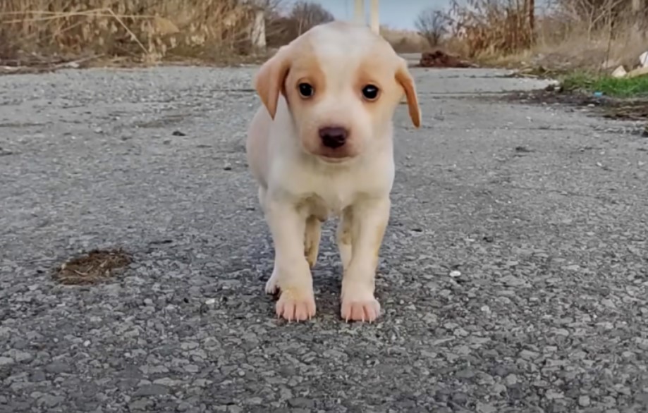 little-puppy-outdoor little puppy outdoor
