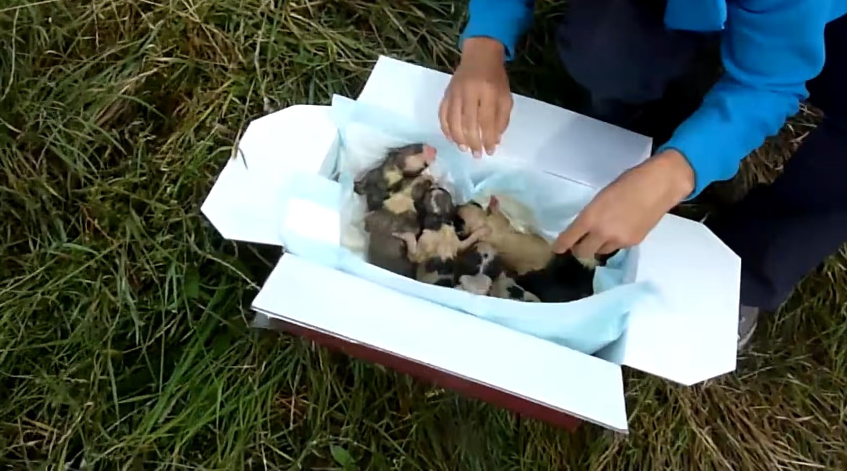 newborn-puppies-in-the-box newborn puppies in the box