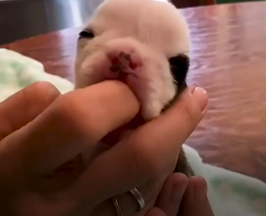 newborn-puppy-1 newborn puppy