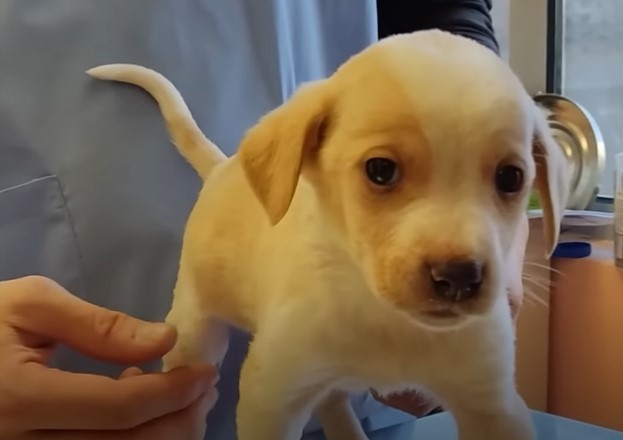 nice-little-puppy nice little puppy