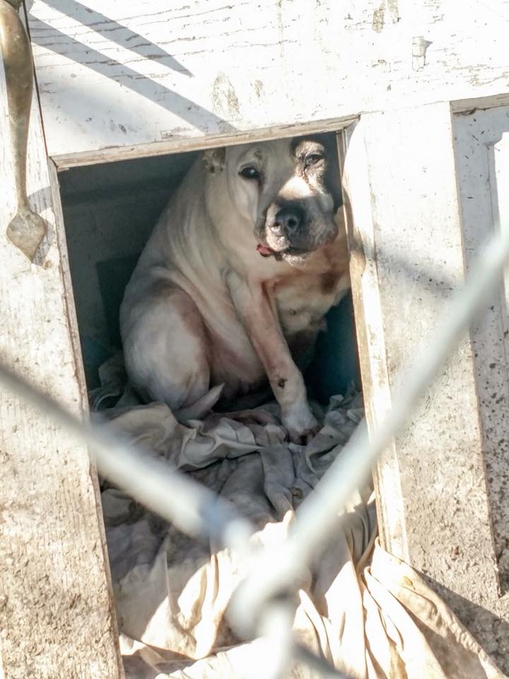 old-dog-in-a-doghouse old dog in a doghouse