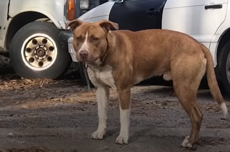 photo-of-pitbull-standing photo of pitbull standing