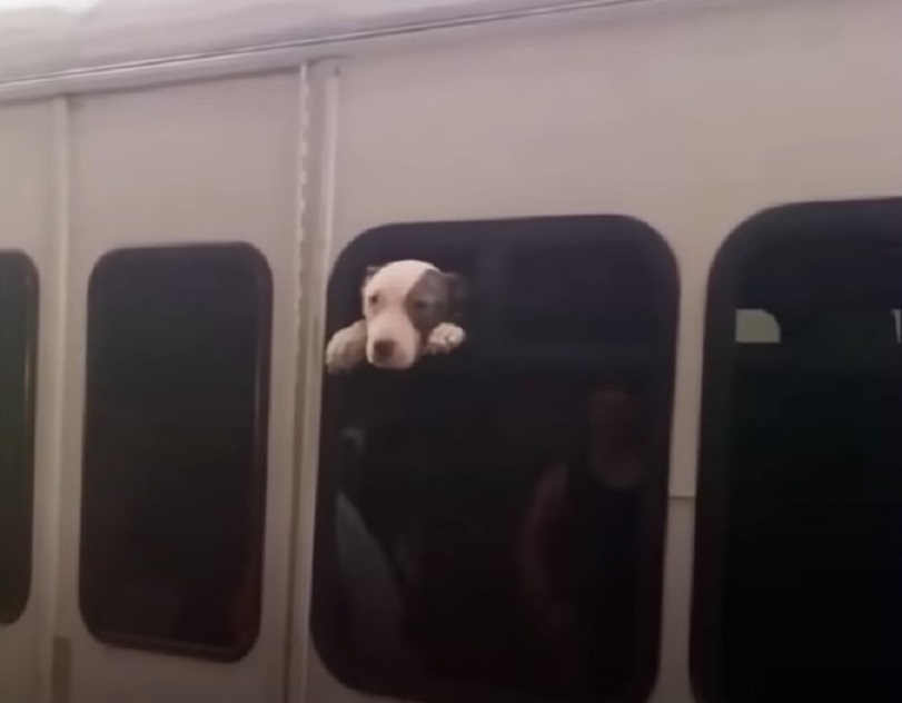 photo-of-puppy-trapped-in-bus photo of puppy trapped in bus