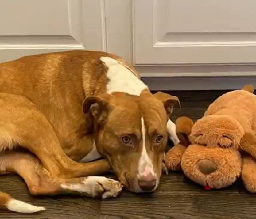 pittie-named-wally-lying-next-to-a-toy pittie named wally lying next to a toy