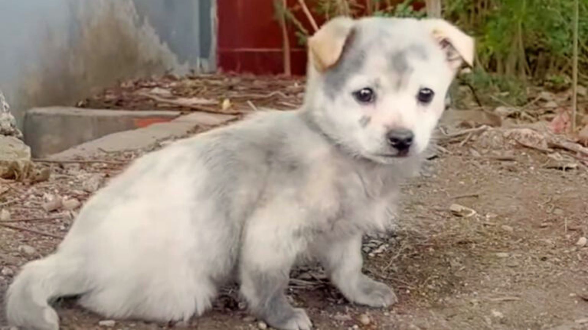 poor-lame-puppy-begged-the-woman-for-food-but-her-big-heart-was-ready-for-much-more Poor Lame Puppy Begged The Woman For Food But Her Big Heart Was Ready For Much More