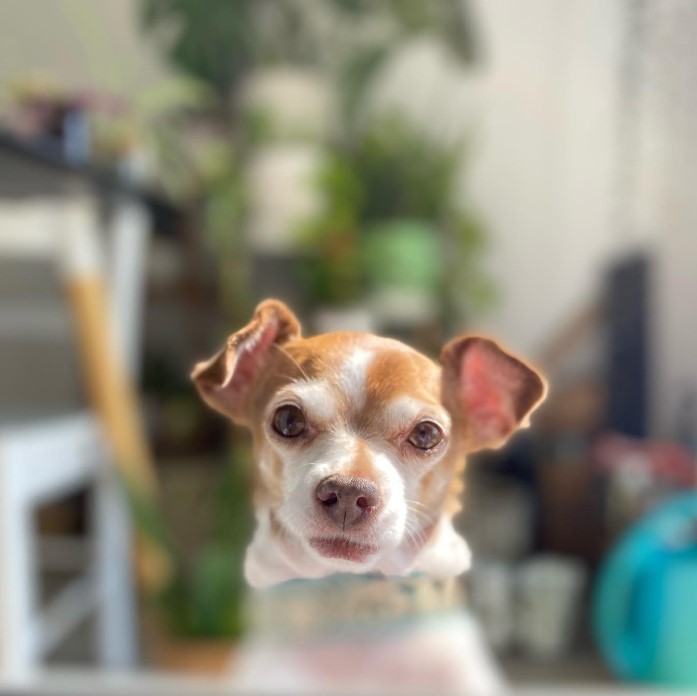portrait-of-an-elderly-chihuahua-looking-at-the-camera portrait of an elderly chihuahua looking at the camera
