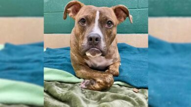 After 411 In A Shelter, This Pouty Dog Finds The Perfect Home