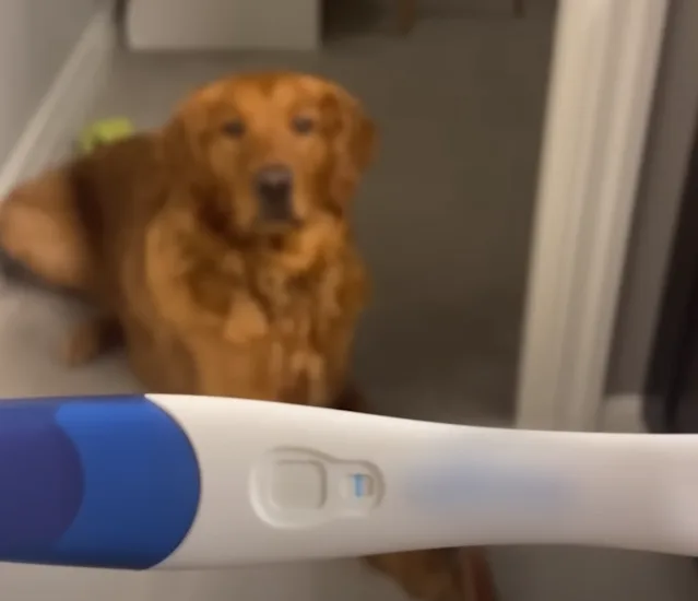 pregnancy-test-and-dog pregnancy test and dog