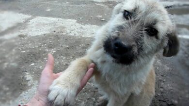 Puppy Saved From A Busy Road Melts His Rescuer’s Heart With The Sweetest Reaction