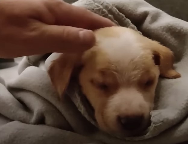 puppy-being-cuddled puppy being cuddled