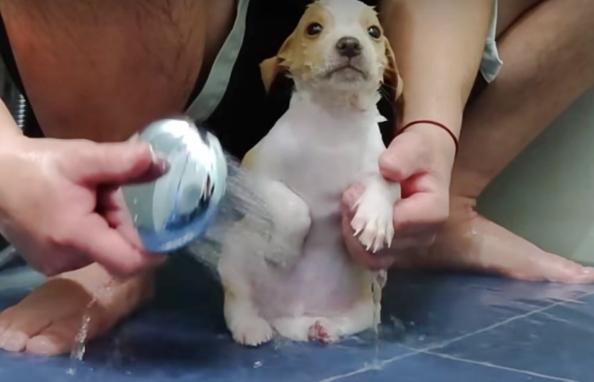 puppy-getting-a-bath puppy getting a bath