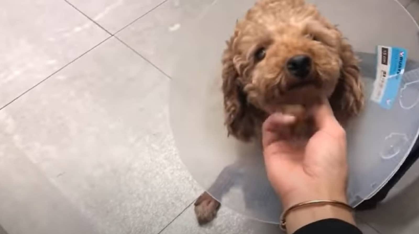 puppy-wears-a-cone puppy wears a cone after surgery