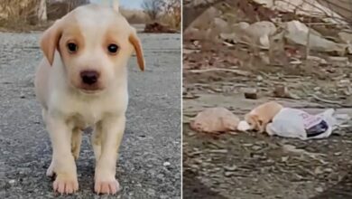 Scared Puppy Found Hiding In A Pile Of Trash Is A Brand-New Dog Now