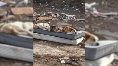 Pups Rescued From Dumpsite Enjoy Their Reunion A Year Later And Recreate An Emotional Photo