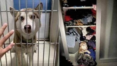 You’ll Never Guess Why This Rescue Dog Started Acting Weird All Of A Sudden