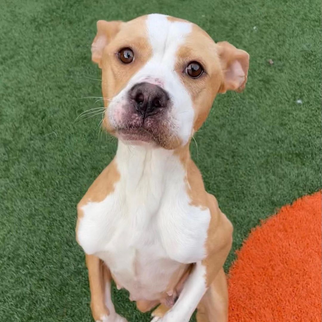 rescued-dog-named-dodie rescued dog named dodie