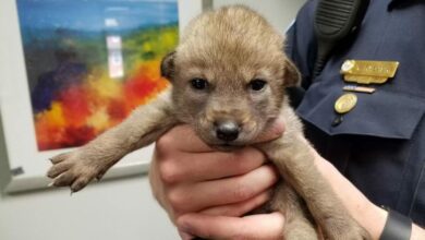 Man Brings Puppy Into The Police Station, Only To Discover He’s Not Puppy At All