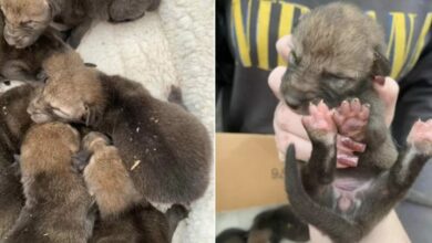 Can You Believe These Rescue Puppies Are Not Puppies At All?