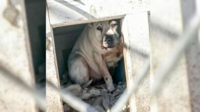 Heartbroken Dog Hides In His Doghouse After Her Family Abandons Her