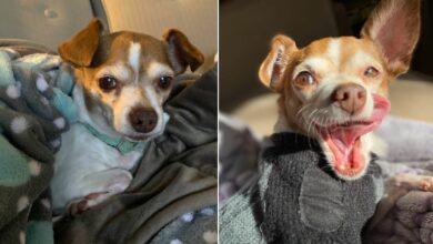 Senior Chihuahua Who Was Supposed To Be Put Down Proved His Vets Wrong
