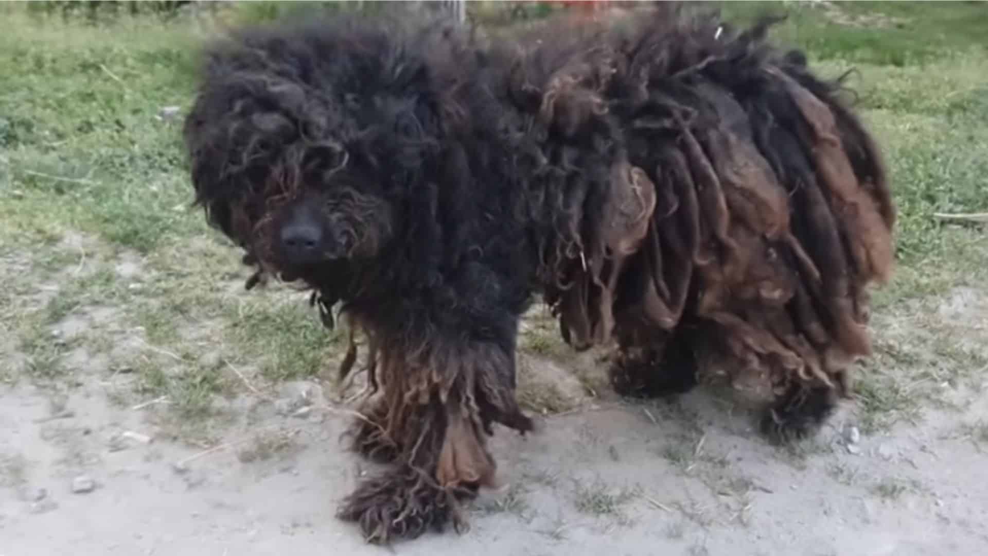 shaggy-neglected-dog shaggy neglected dog