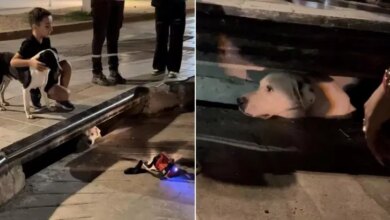 Street Dog Frantically Barks By Sewer Drain, The Reason Will Warm Your Heart