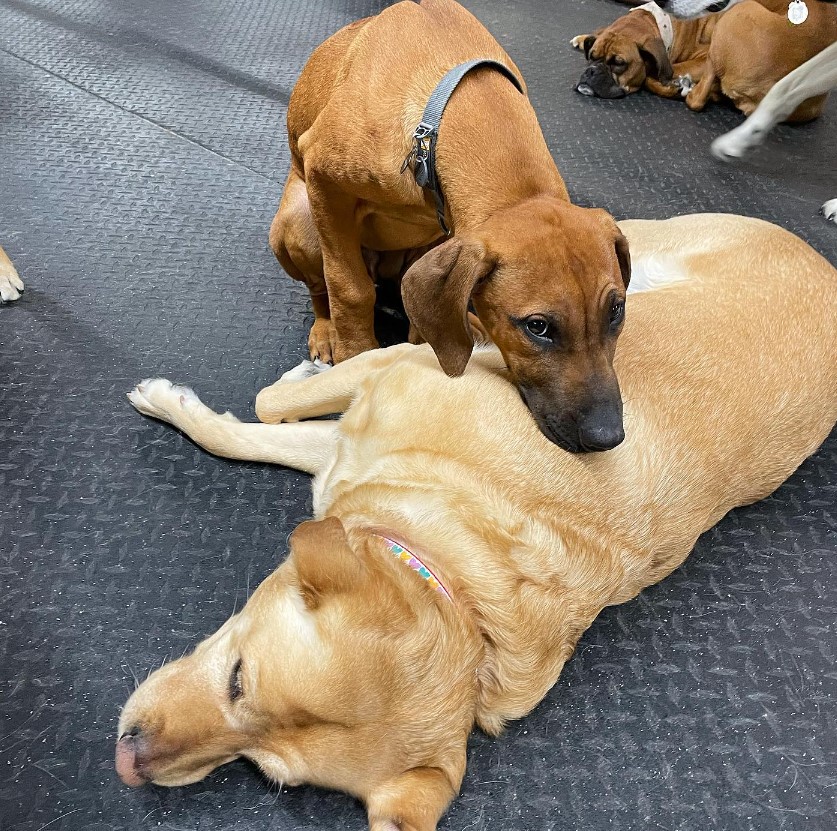 the-dog-is-sleeping-while-the-other-is-leaning-on-him the dog is sleeping while the other is leaning on him