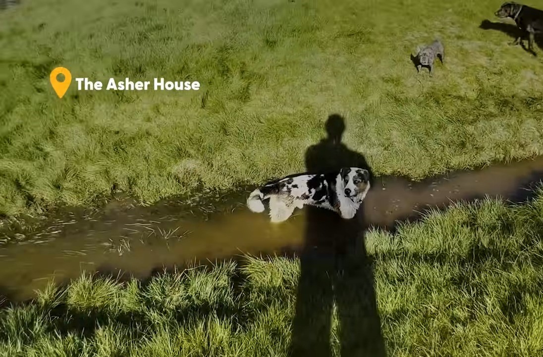 the-dog-is-standing-in-the-pond the dog is standing in the pond