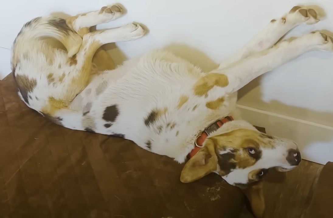 the-dog-lies-on-the-laminate-on-its-back the dog lies on the laminate on its back