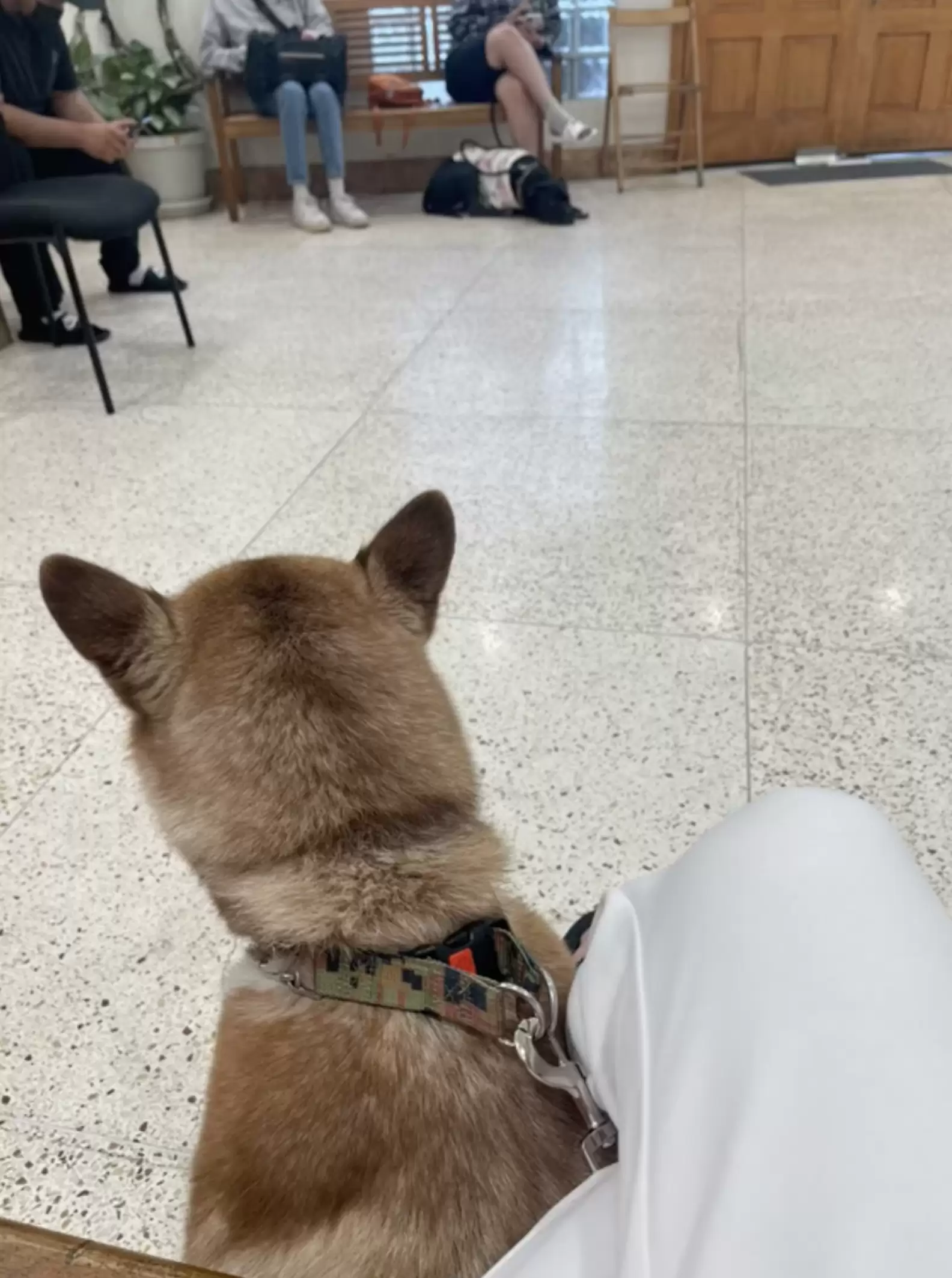 the-dog-sits-on-a-leash-next-to-the-owner the dog sits on a leash next to the owner