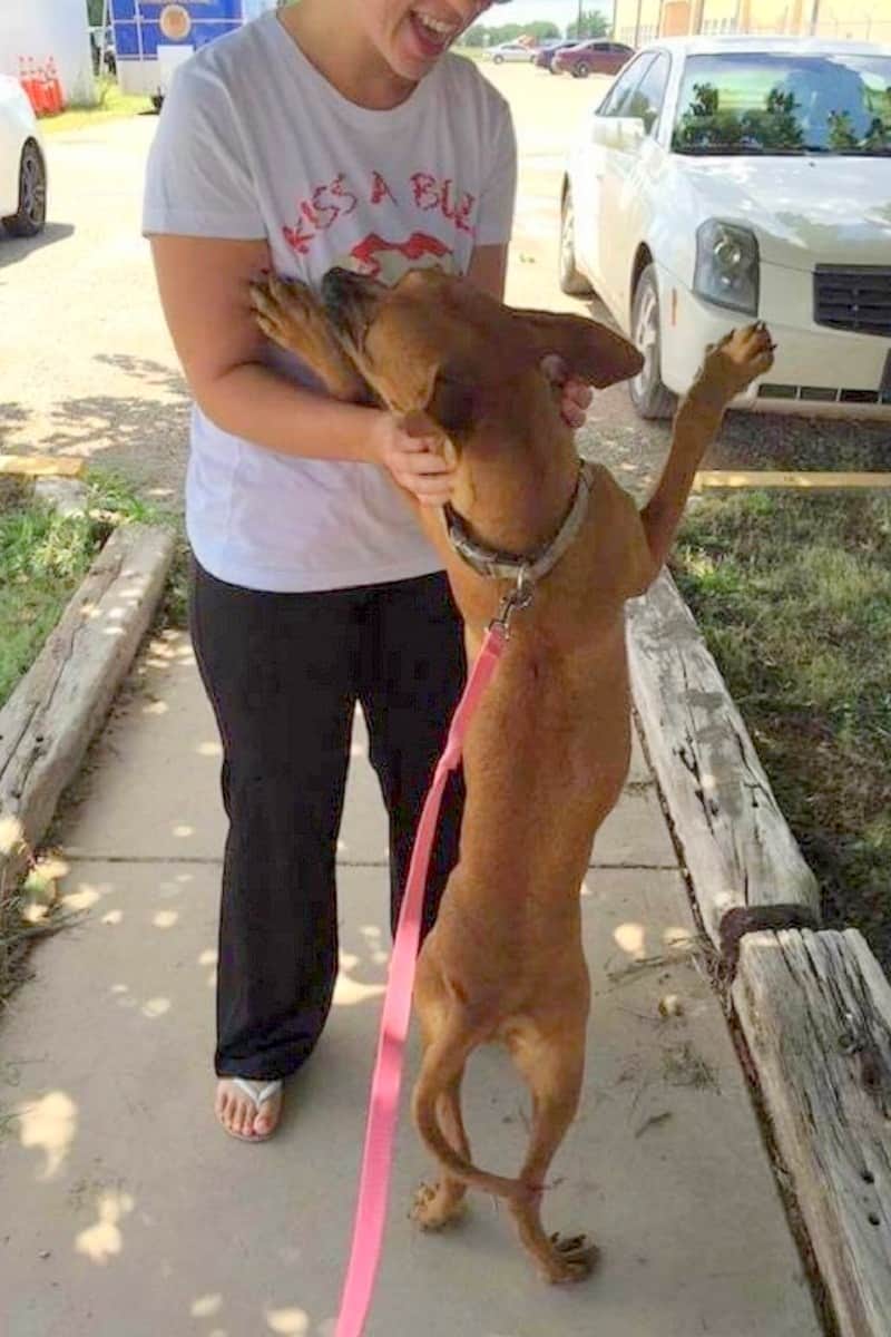 the-dog-stands-on-its-hind-legs-next-to-the-woman-while-she-caresses-her the dog stands on its hind legs next to the woman while she caresses her